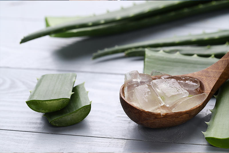 Aloe vera, planta habitual en infusiones y preparados